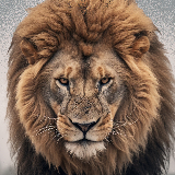 Adrián Profile Picture